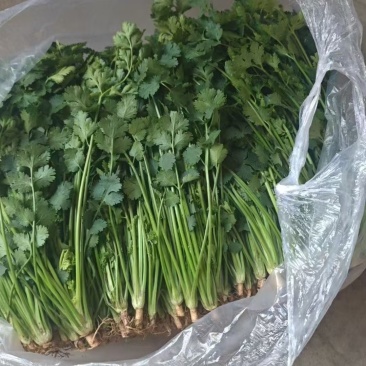 唐山中叶铁杆青香菜