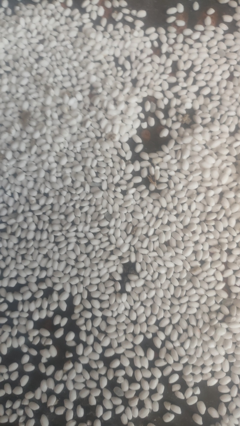 水稻