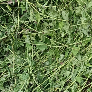 千里光药材