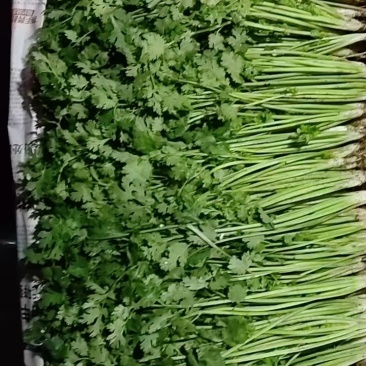 铁杆青小叶香菜