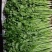 铁杆青小叶香菜