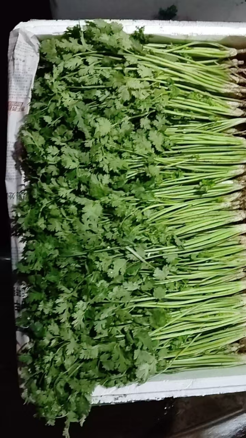铁杆青小叶香菜