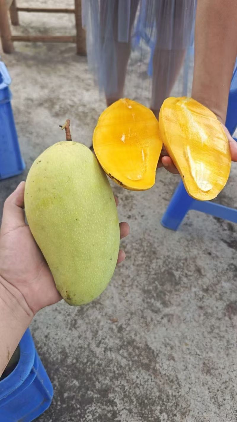 广东云浮金煌芒