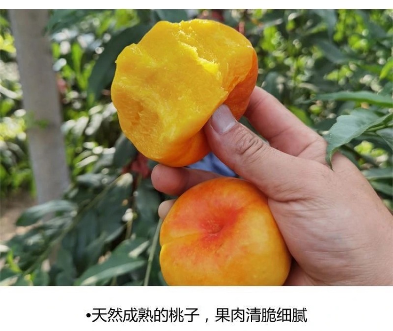 寻找油盘桃代理商一件代发蟠桃供应链***********