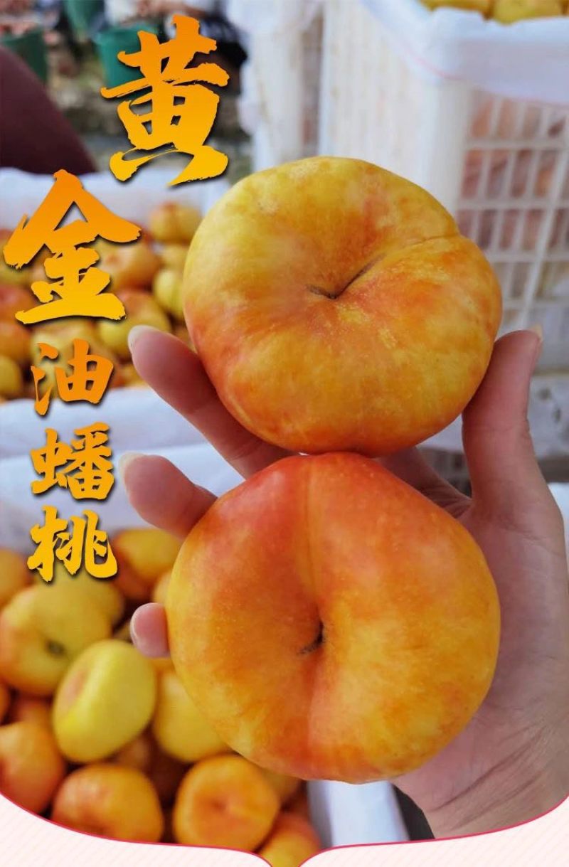 寻找油盘桃代理商一件代发蟠桃供应链***********
