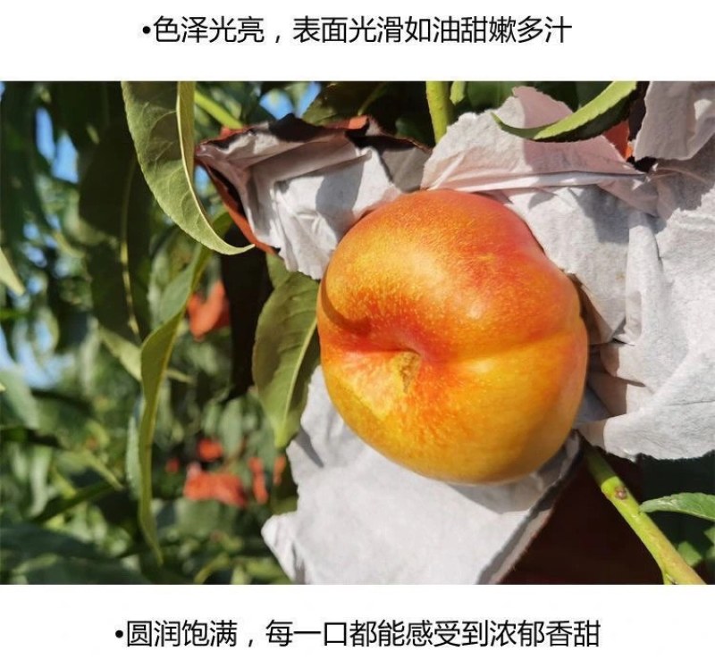 寻找油盘桃代理商一件代发蟠桃供应链***********