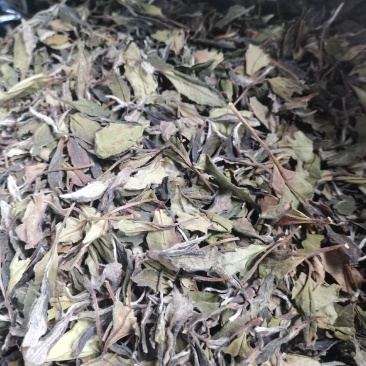 福鼎白茶21年寿眉12000金