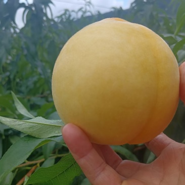 炎陵黄桃