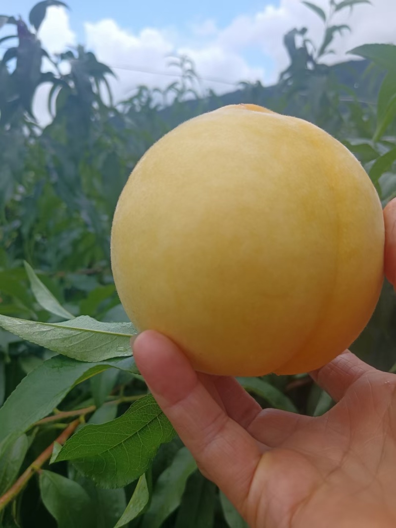 炎陵黄桃