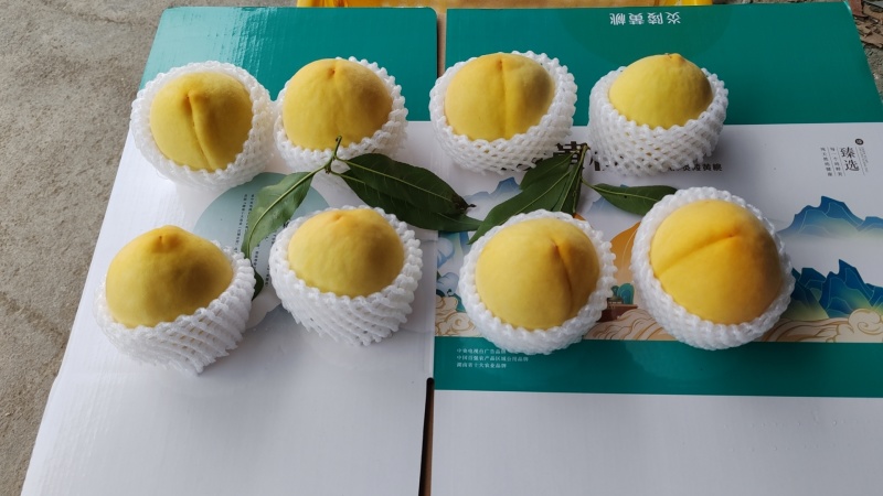炎陵黄桃