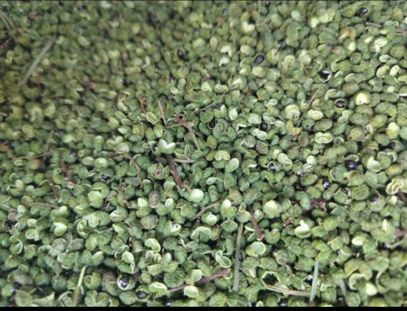 云南昭通青花椒