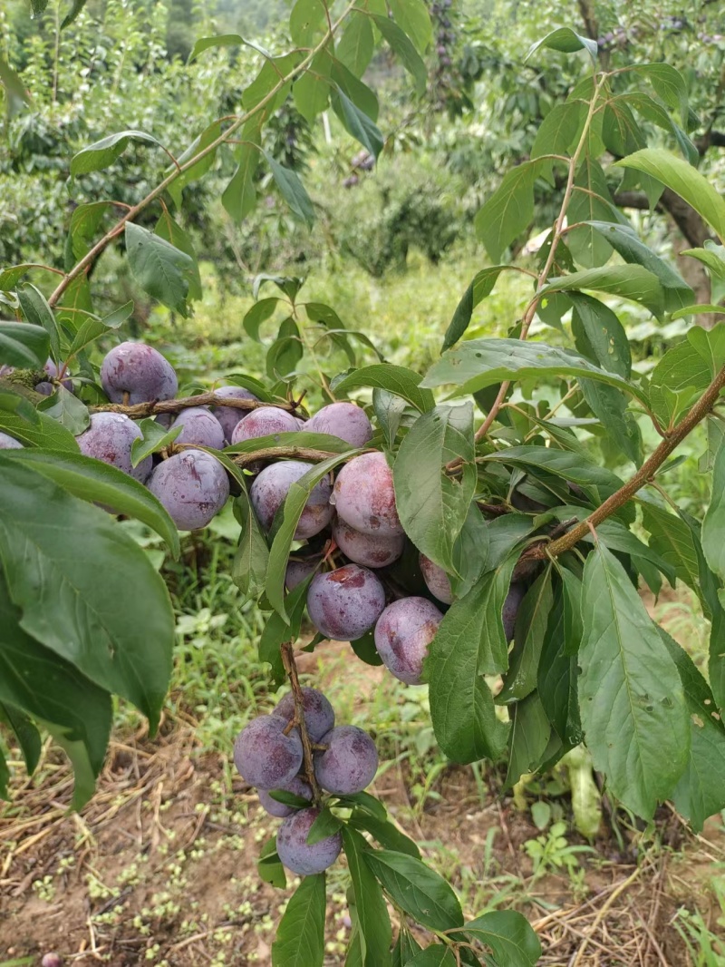 四川脆红李。