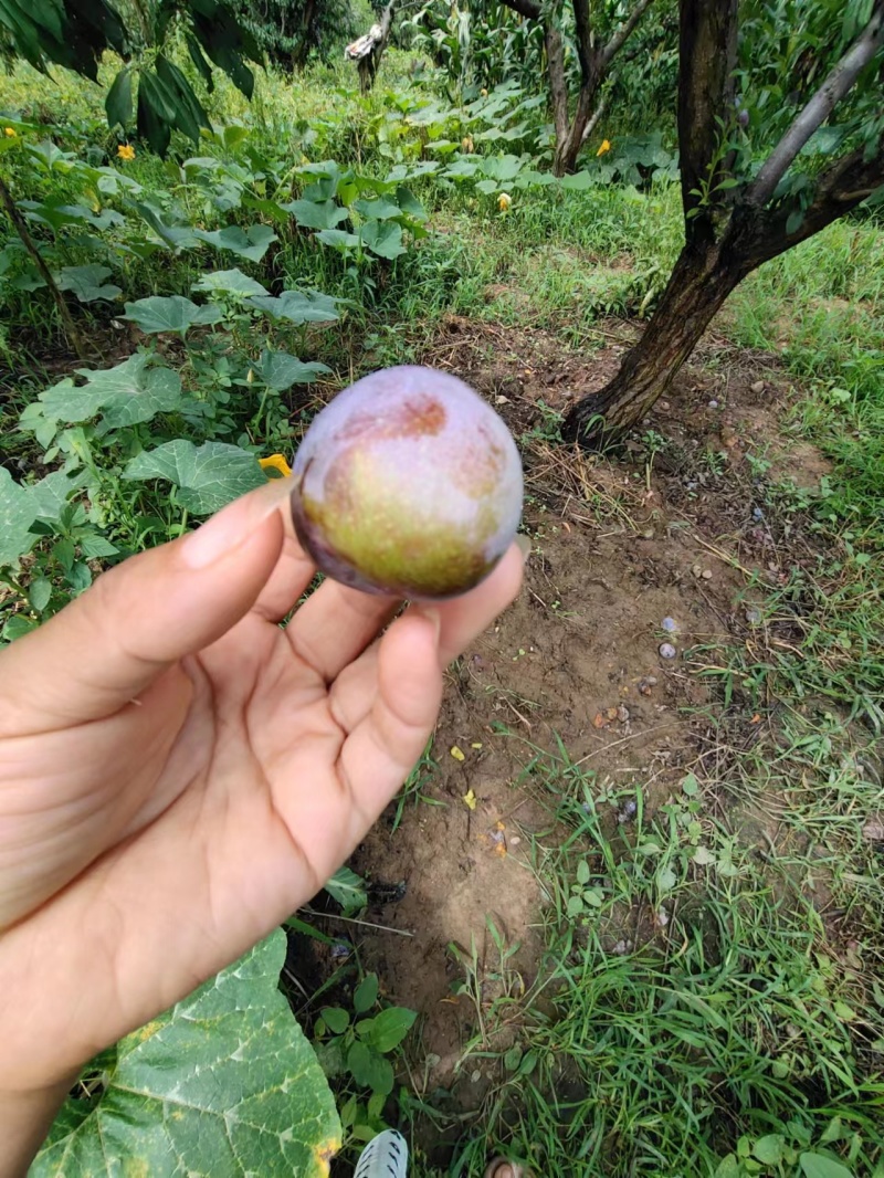 四川脆红李。