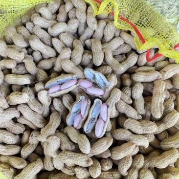 开封大白沙白日红大量出售