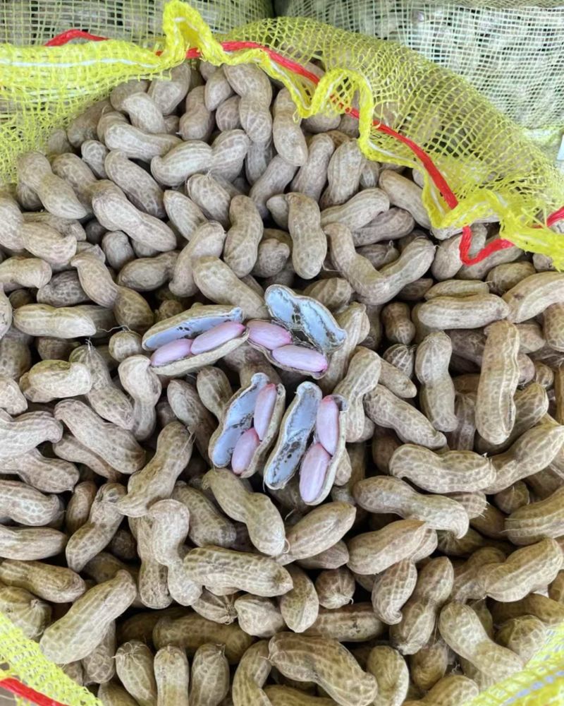 开封大白沙白日红大量出售