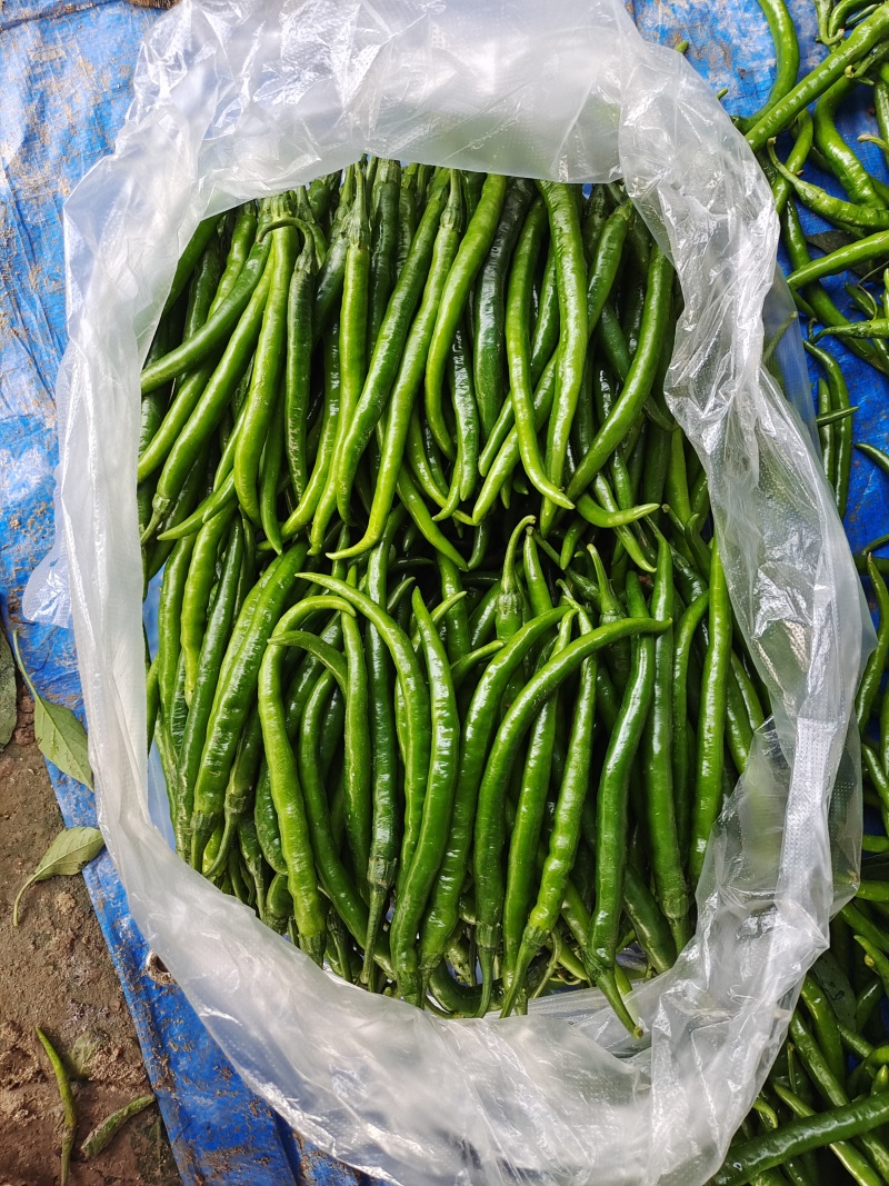 3号二荆条线椒