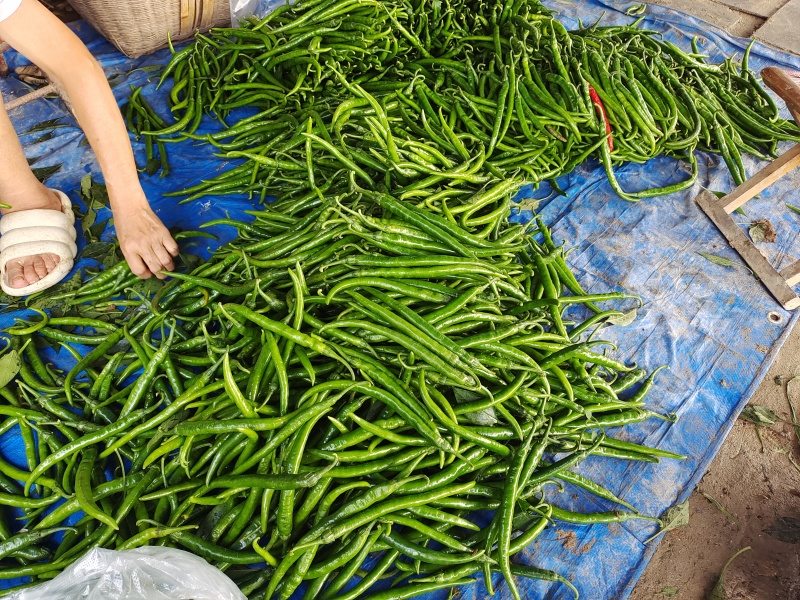 3号二荆条线椒