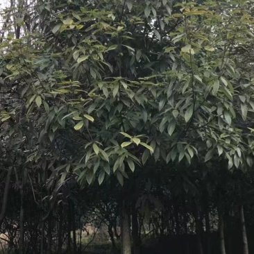 金丝楠木大树重庆