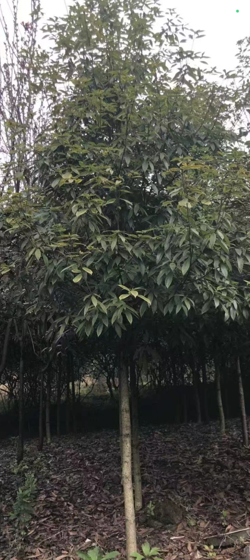 金丝楠木大树重庆