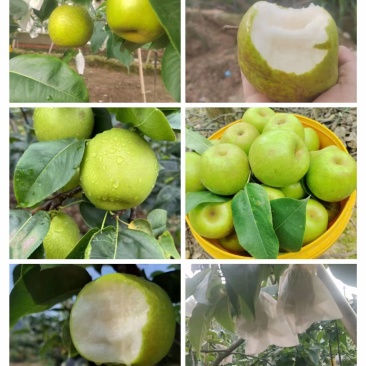 彭州葛仙山翠冠