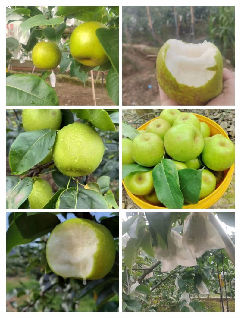 彭州葛仙山翠冠