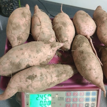 大量出售龙九红薯，均三两以上