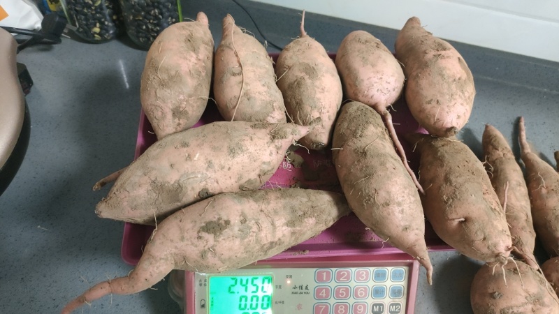 大量出售龙九红薯，均三两以上