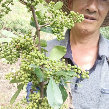 干青花椒，鲜青花椒，