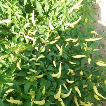 泡椒