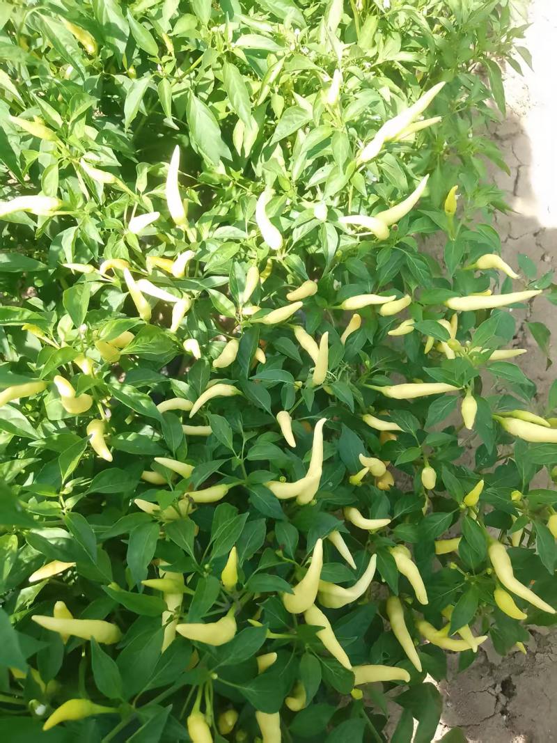 泡椒