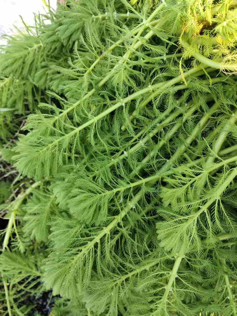 粉绿狐尾藻