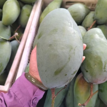 百色芒果