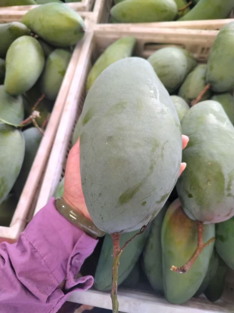 百色芒果