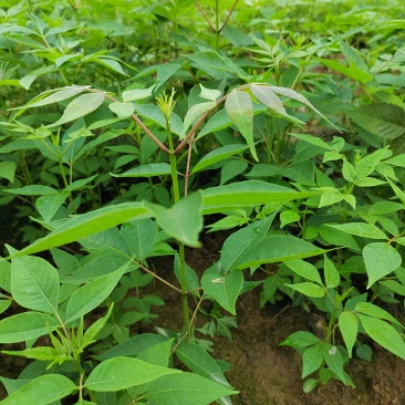 黄柏好货正品保障性价比超高***杂质