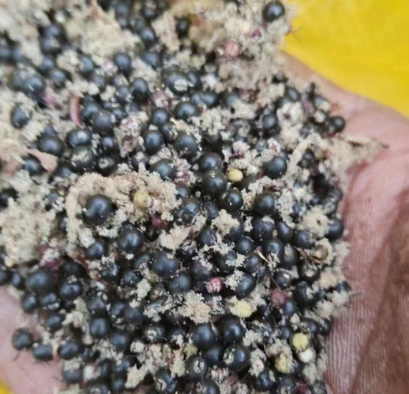 通草种子大量现货
