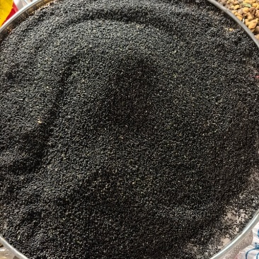 通草种子大量现货