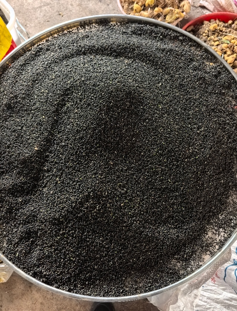 通草种子大量现货