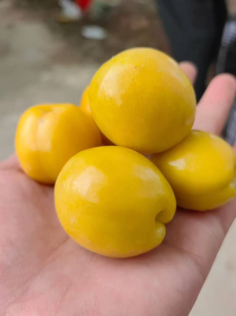 珍珠油杏