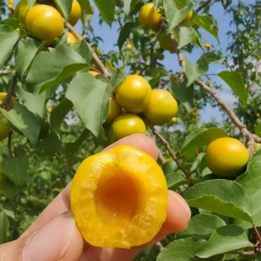 珍珠油杏