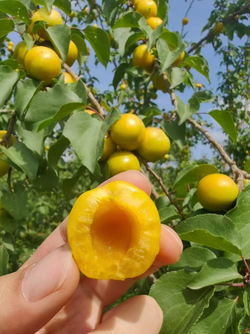 珍珠油杏