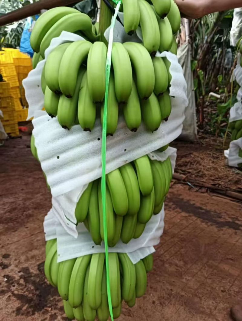 香蕉