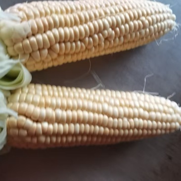万糯糯玉米