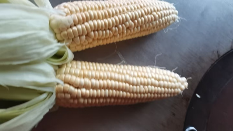 万糯糯玉米