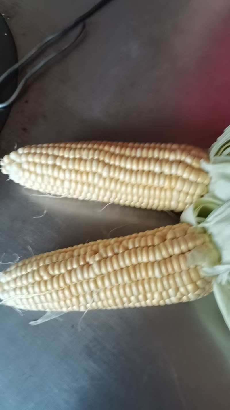 万糯糯玉米