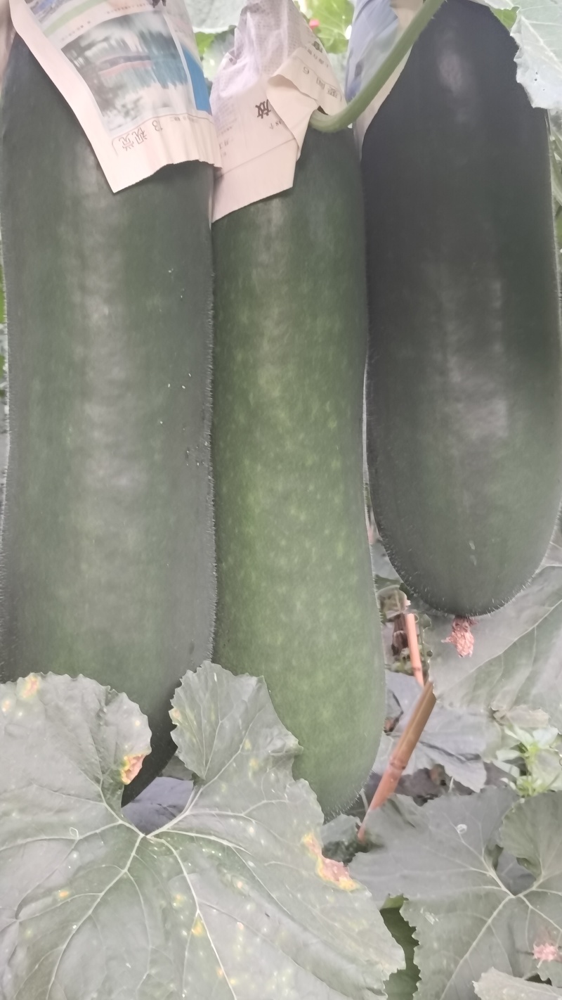 需要精品吊冬瓜的可以联系小李，***********微电