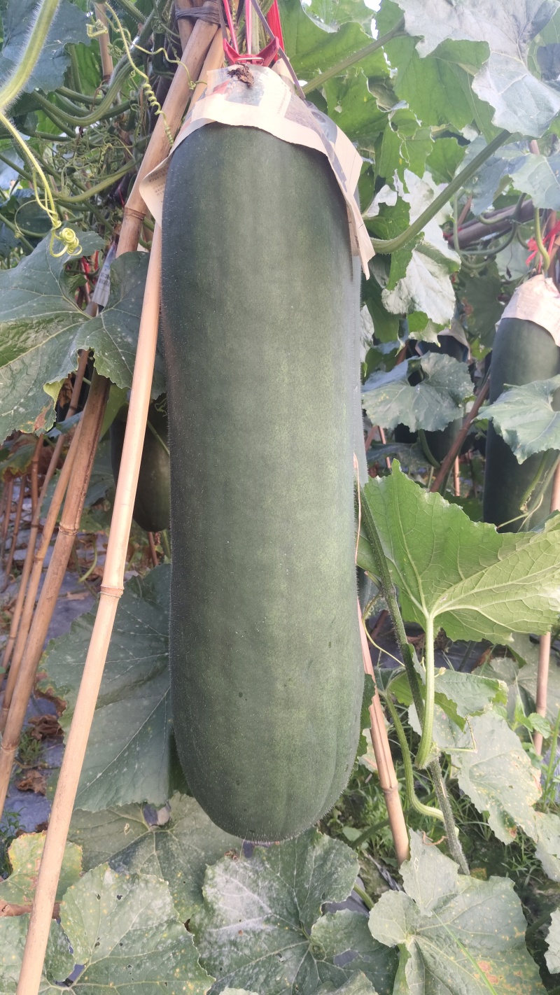需要精品吊冬瓜的可以联系小李，***********微电