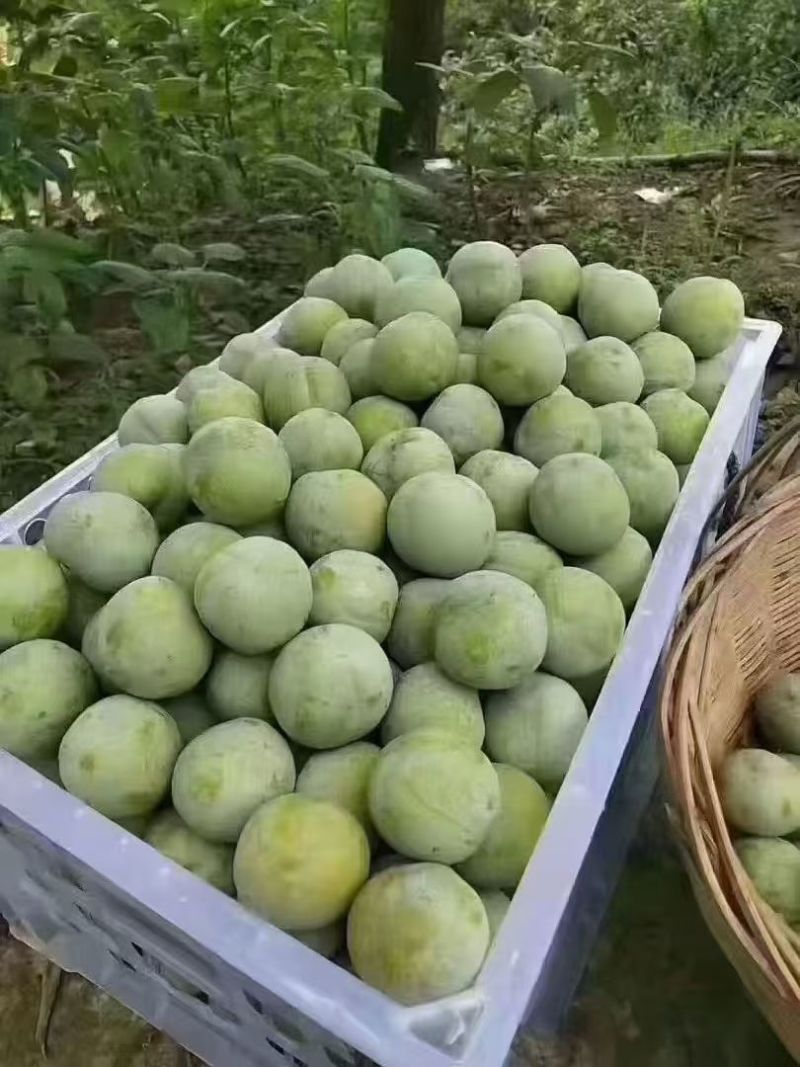 清脆李