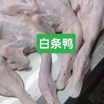 鸭产品白条鸭西装鸭900g-2600g规格齐