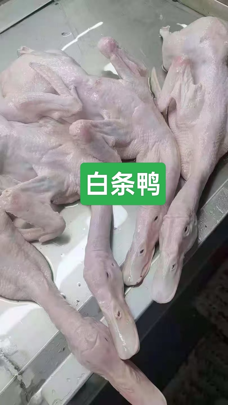 鸭产品白条鸭西装鸭900g-2600g规格齐