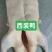 鸭产品白条鸭西装鸭900g-2600g规格齐